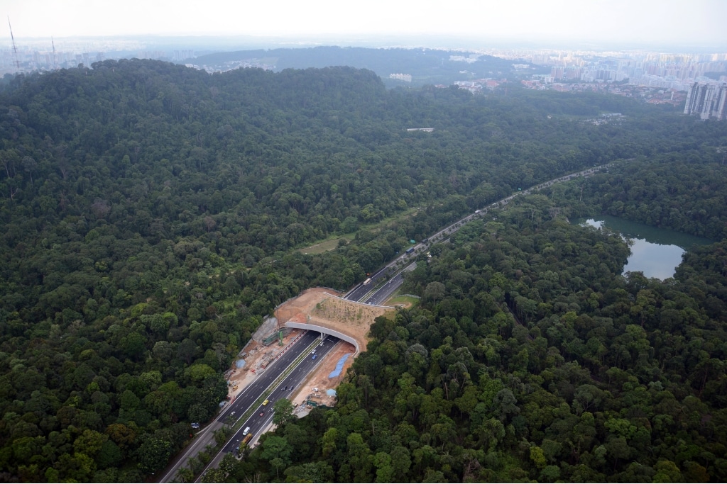 Wildlife overpass in highly urbanized Singapore, which connects two rainforest nature reserves that was separated by an eight-laned highway for close to 30 years.