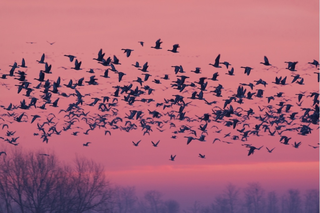 Le changement climatique redessine la carte des migrations des espèces