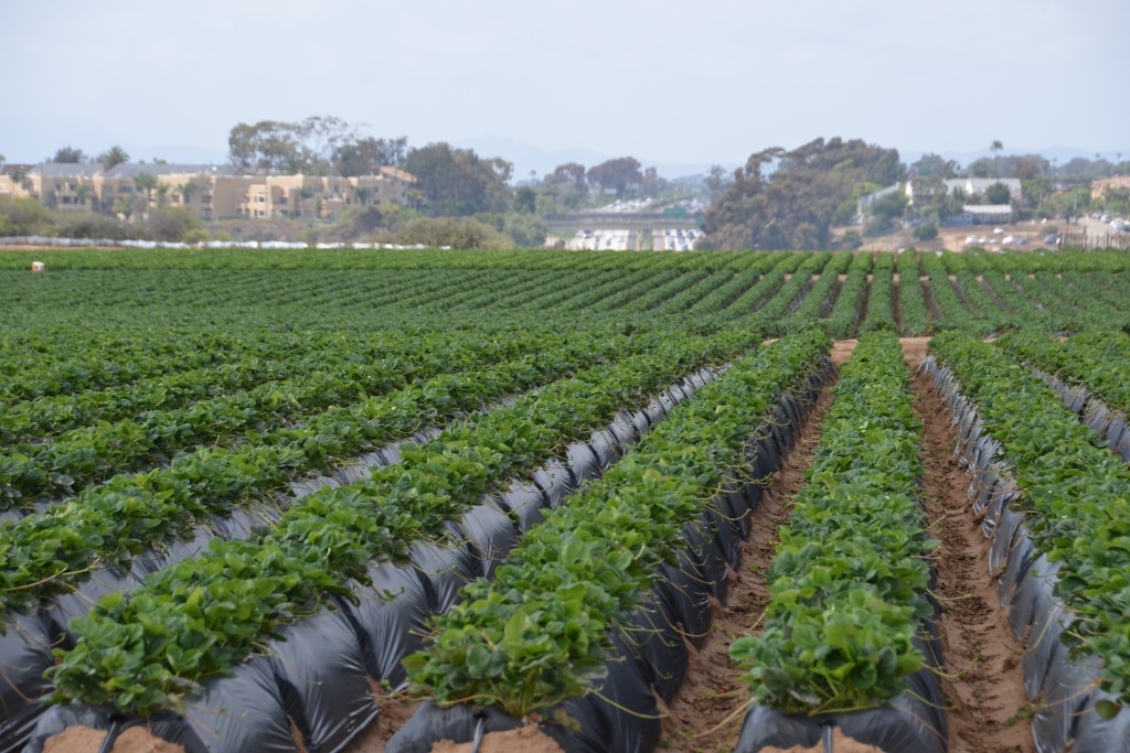 Berry fields rely heavily on a diverse mix of pollinators—including bumble bees, native wild bees, managed honey bees, and hover flies—to maximize fruit yield, size, and uniformity.