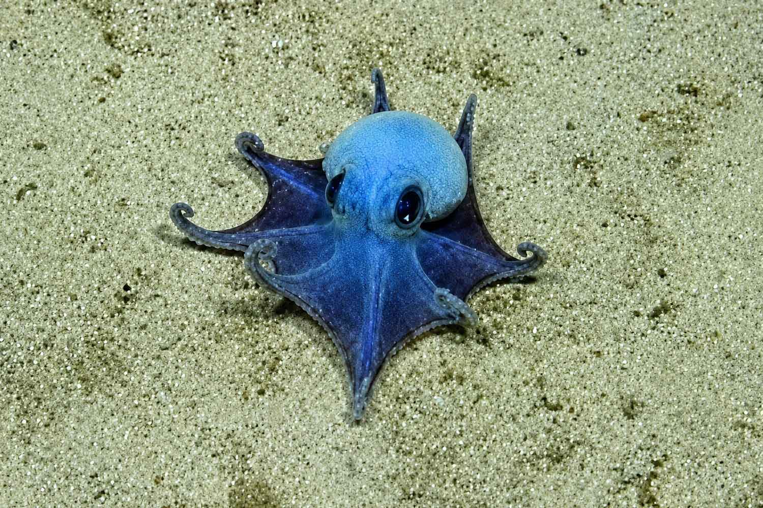Nouvelle espèce : un poulpe bleu adorable et mystérieux, ressemblant à un Pokémon, découvert dans les abysses des Galápagos
