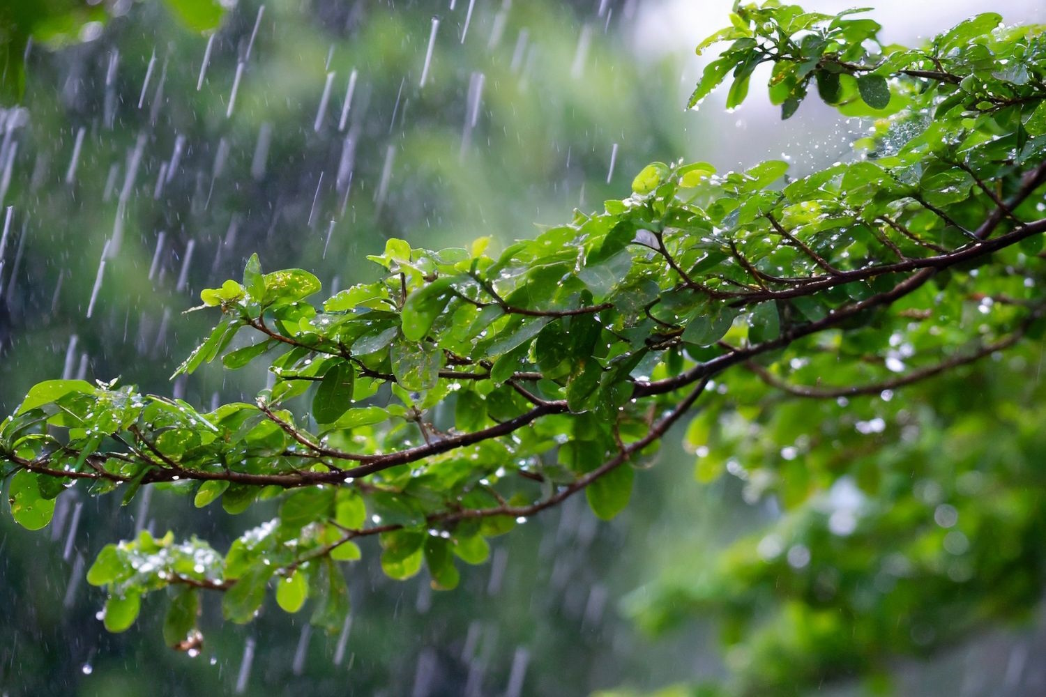 Même les plantes ressentent la pluie : une recherche qui bouleverse la vision du monde végétal