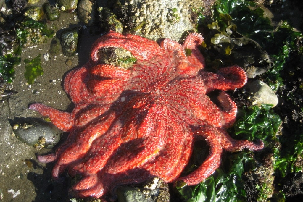 Sunflower sea star on Colvos Passage on the Kitsap Peninsula Puget Sound region