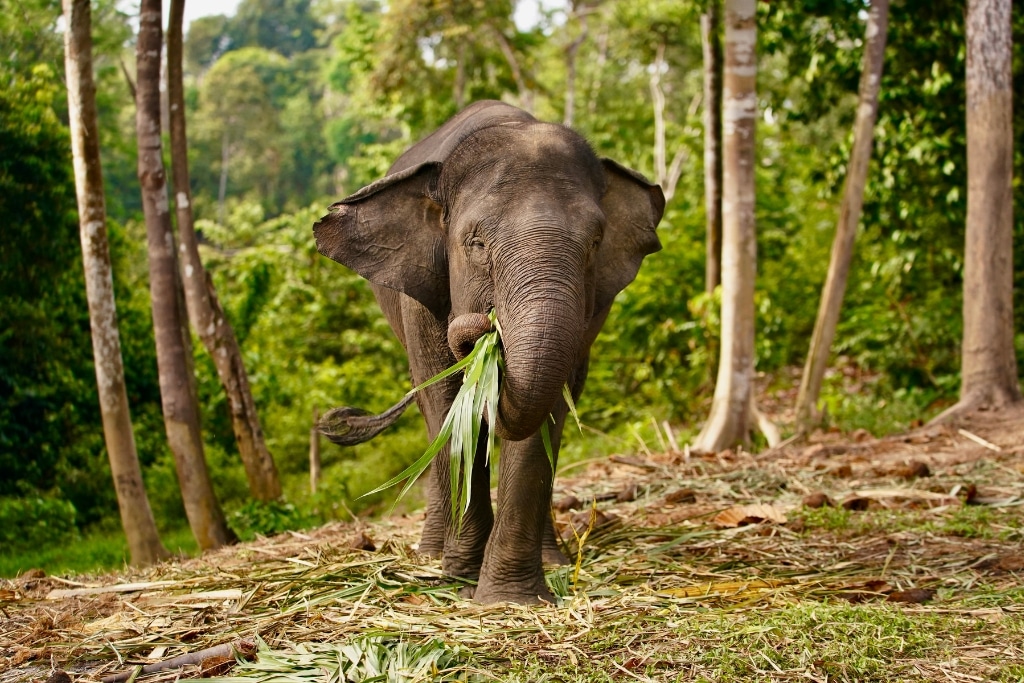 Sumatran elephants are Critically Endangered, with less than 1,000 remaining in the wild.