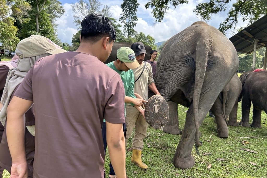 Veterinary students learning how to care for elephant feet.