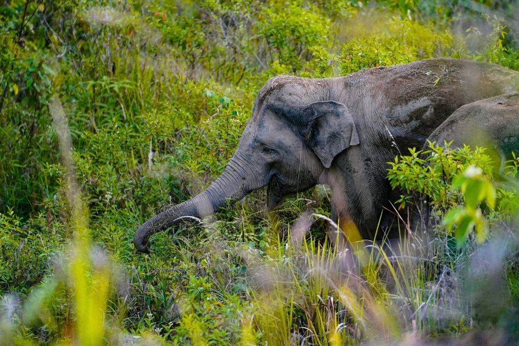 L'ambulance pour la faune sauvage forme la prochaine génération de vétérinaires