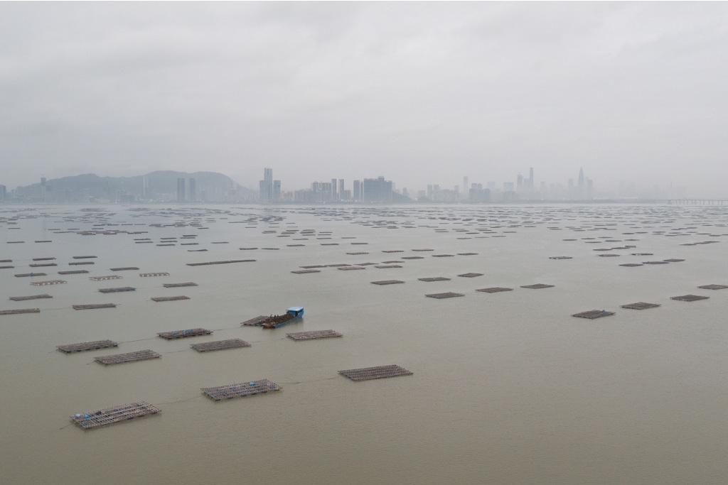 Bamboo oyster rafts stretch as far as the eye can see across the Hong Kong side of Deep Bay. On the northern shore, the towers of Shenzhen disappear into the winter gloom.
