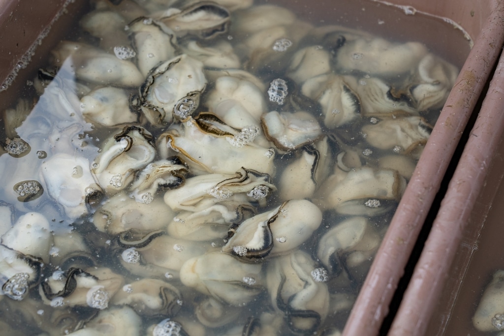 Some of the village’s oysters are sold fresh for immediate consumption, or made into oyster sauce.
