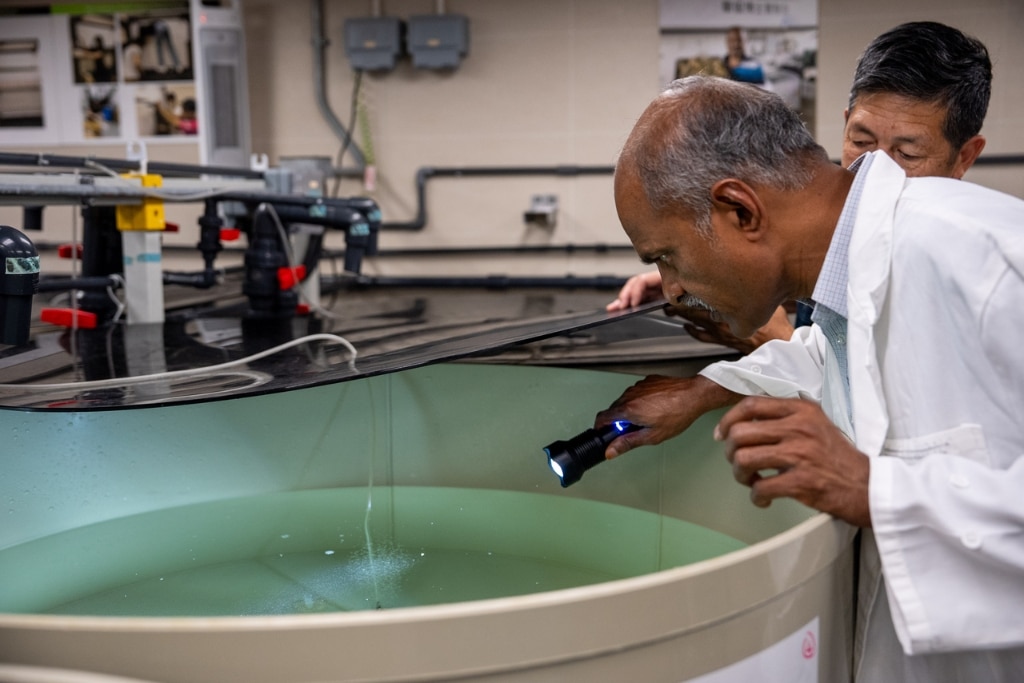 Professor Vengatesen inspects a breeding tank full of super oyster larvae in his lab at the University of Hong Kong.
