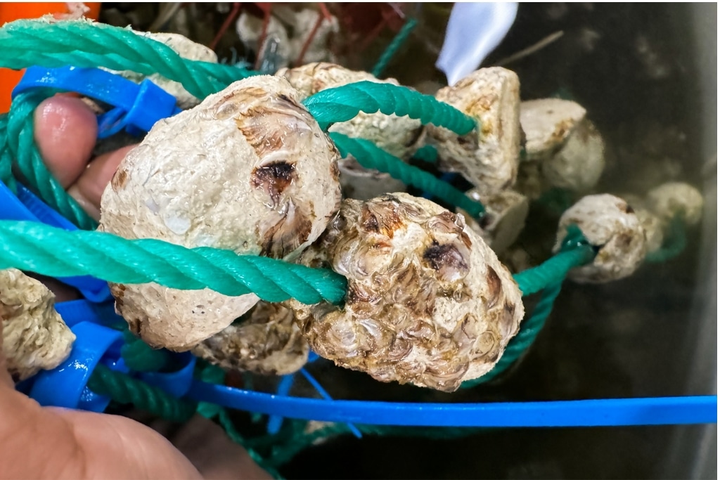 Strings seeded with super oysters have been distributed to local growers, who have been trialling the more resilient strain on their rafts