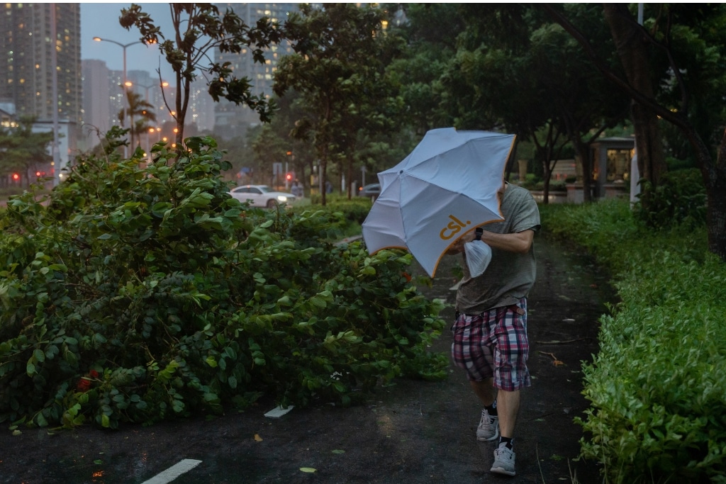 A fallen tree during a typhoon in Hong Kong.