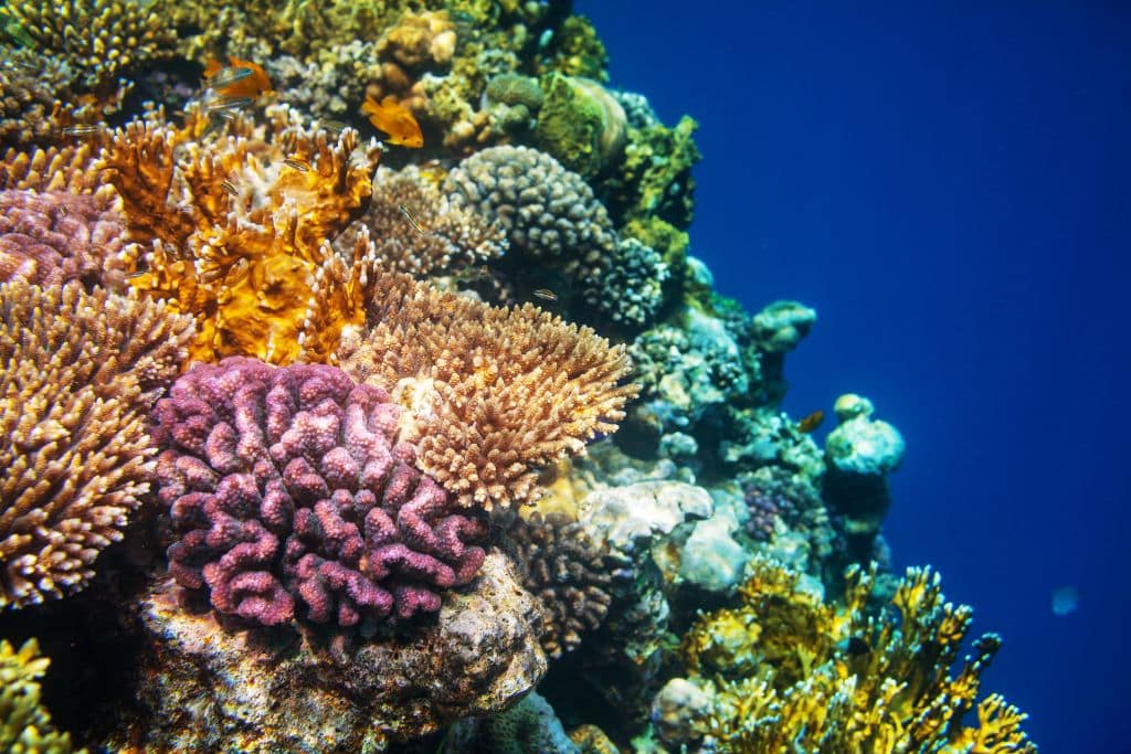 Des scientifiques cartographient la répartition étendue des récifs coralliens résilients au climat