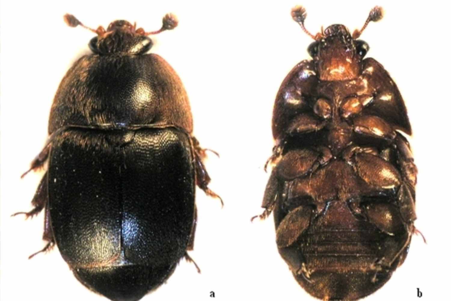 Le redouté coléoptère des ruches est arrivé dans le Latium : la vente de miel bloquée dans 16 communes