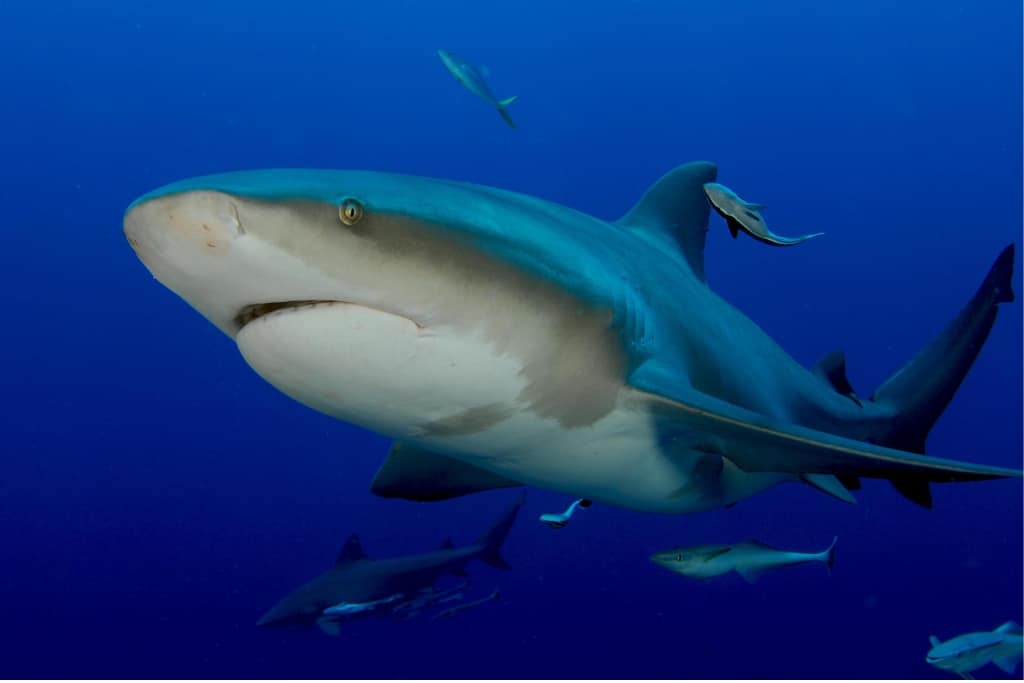 A bull shark (Carcharhius leucas). Bull shark fins were among the items used by researchers testing the use of an AI algorithm to detect marine wildlife smuggling.
