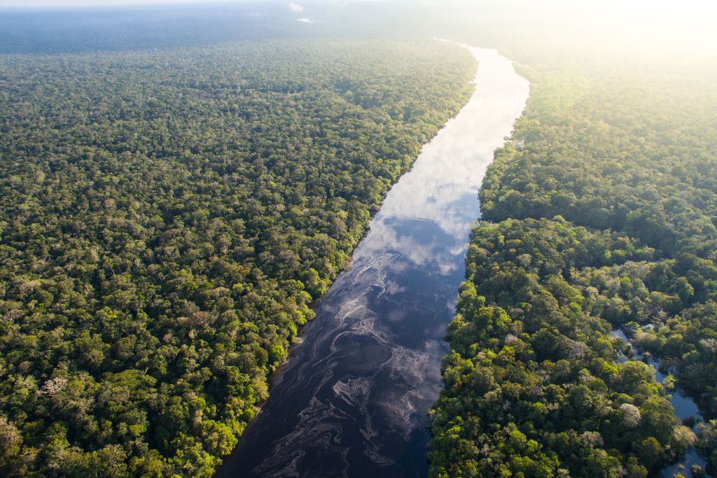 Journée mondiale des forêts tropicales : Top 10 des plus grandes forêts du monde