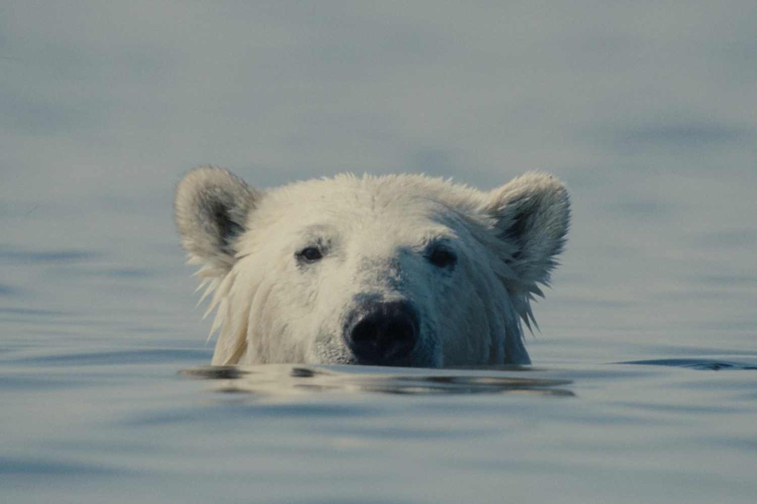 Au 29e festival CinemAmbiente, un documentaire sur l’agonie des ours polaires triomphe : tous les films primés et comment les regarder gratuitement