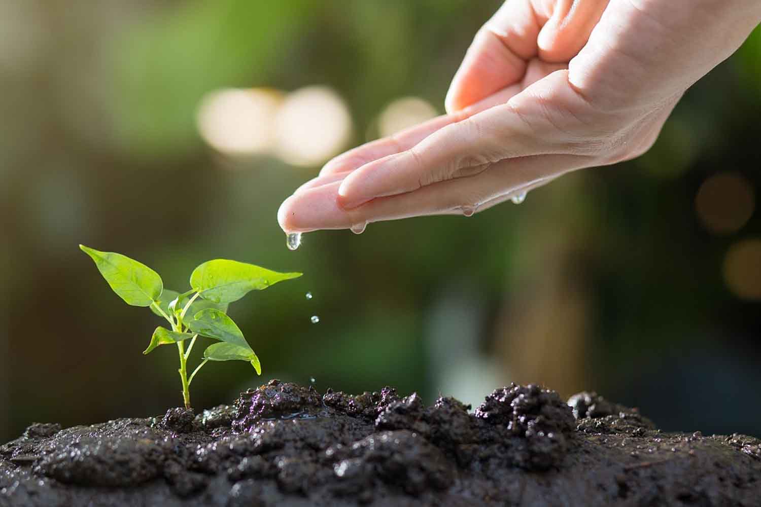 Biochar : le retour d'une technique ancestrale pour améliorer les sols et lutter contre la désertification