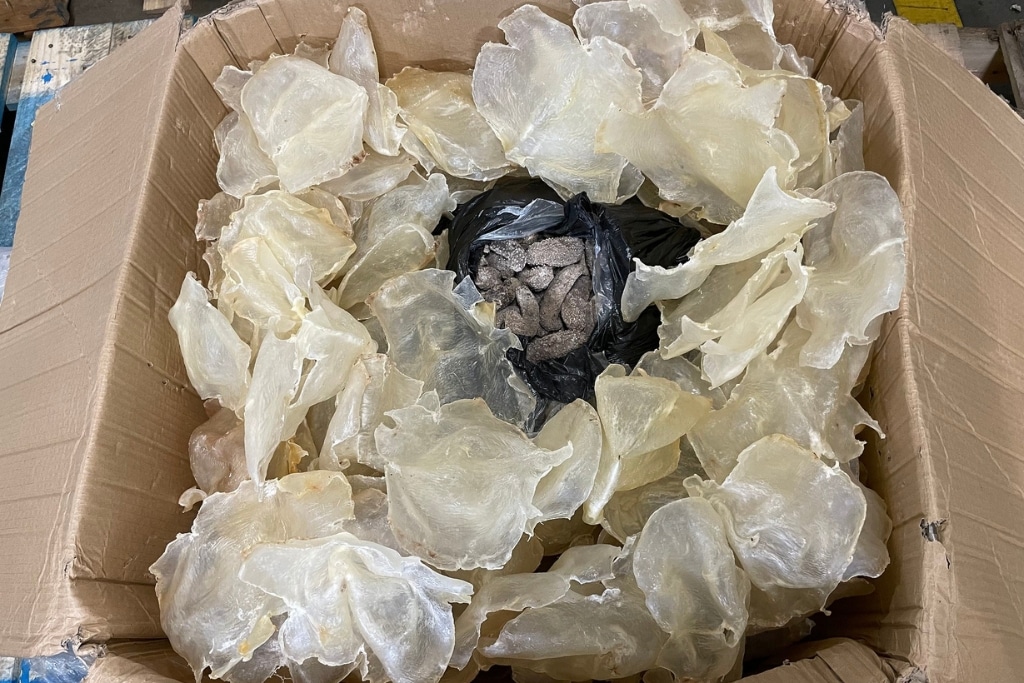 Sea cucumbers in a black plastic bag hidden underneath fish maw in a box. Marine wildlife trafficking is a growing global business, driven by demand for ornamental fish, luxury foods and traditional medicines.