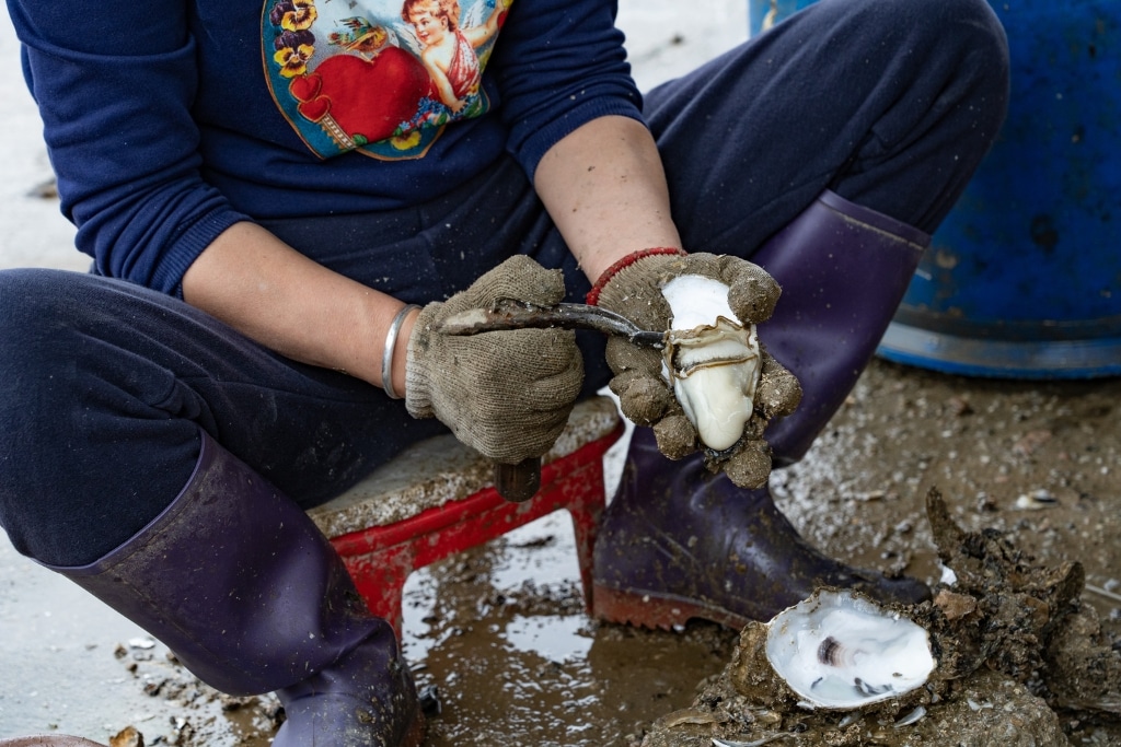 A farmer in the village of Lau Fau Shan shucks a freshly harvested oyster.