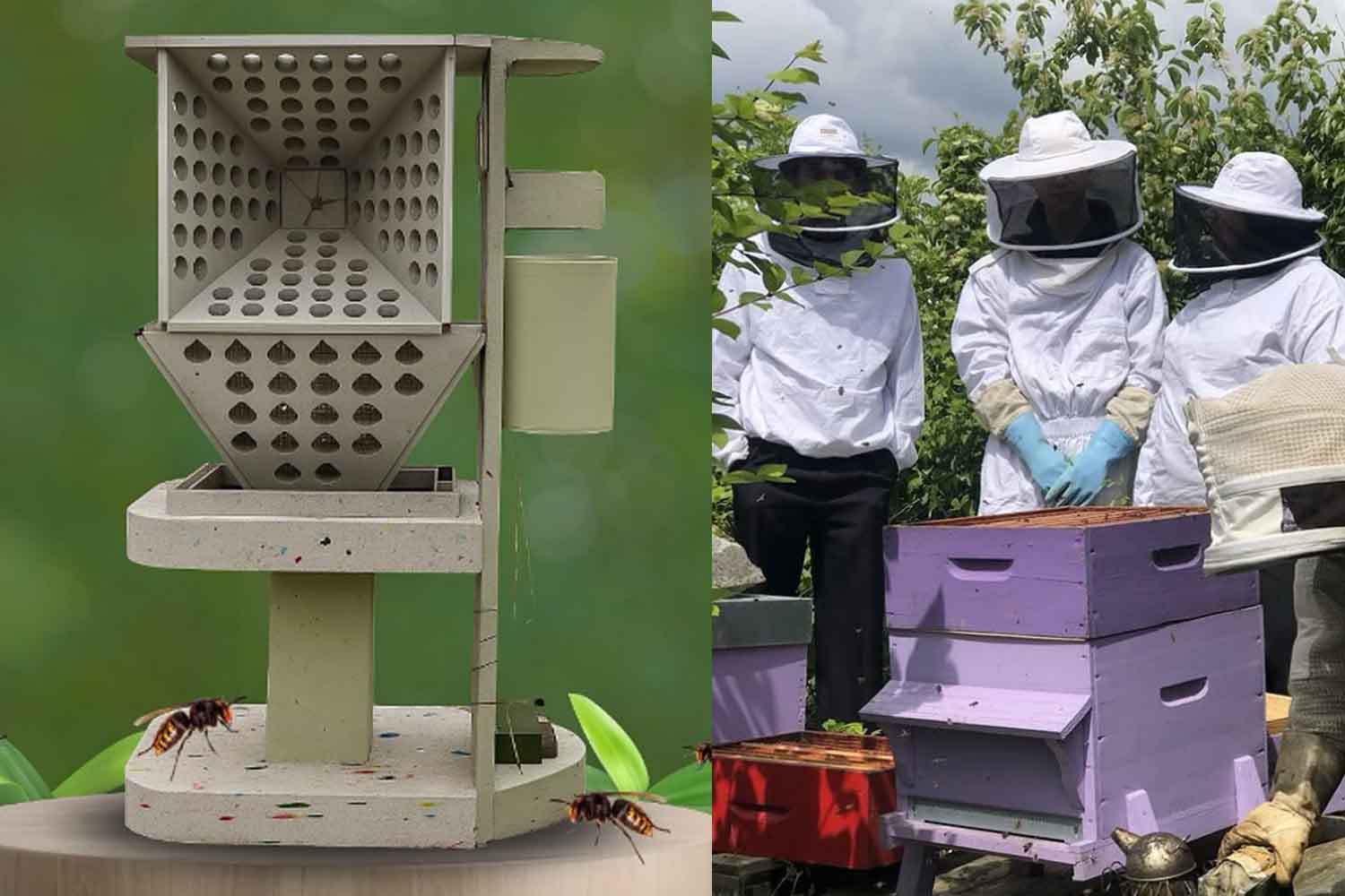 Et si l’IA pouvait aider les abeilles à se défendre contre le frelon asiatique ? Le piège révolutionnaire conçu par des étudiants français