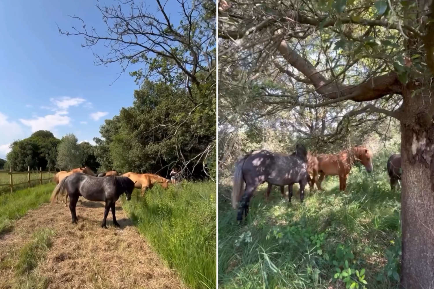 L’Oasis de Bibione bannit les machines et embauche six poulains pour entretenir 10 hectares de prairies