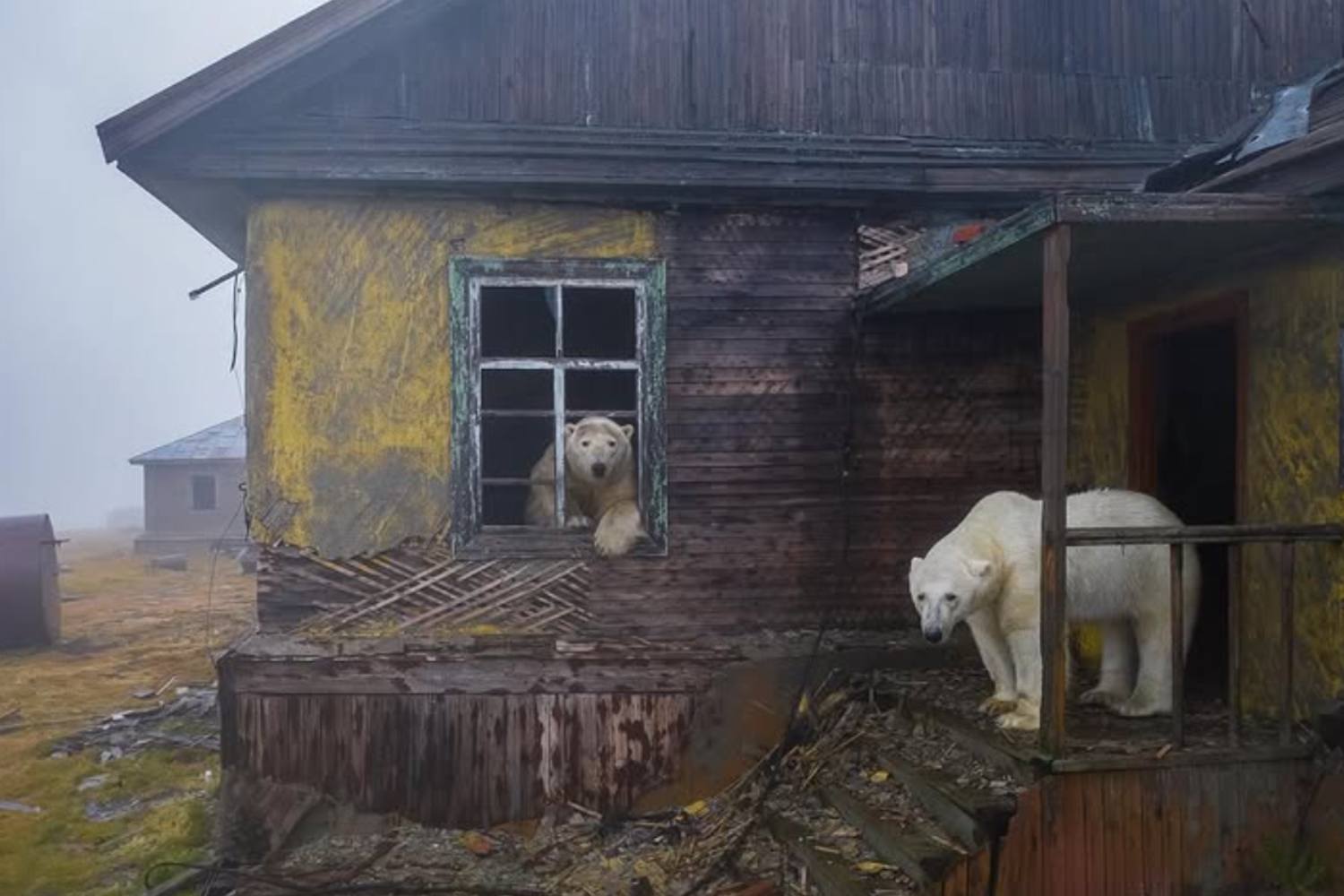 La nature reprend ses droits sur Kolyuchin : magnifiques images des ours polaires ayant colonisé les maisons soviétiques abandonnées