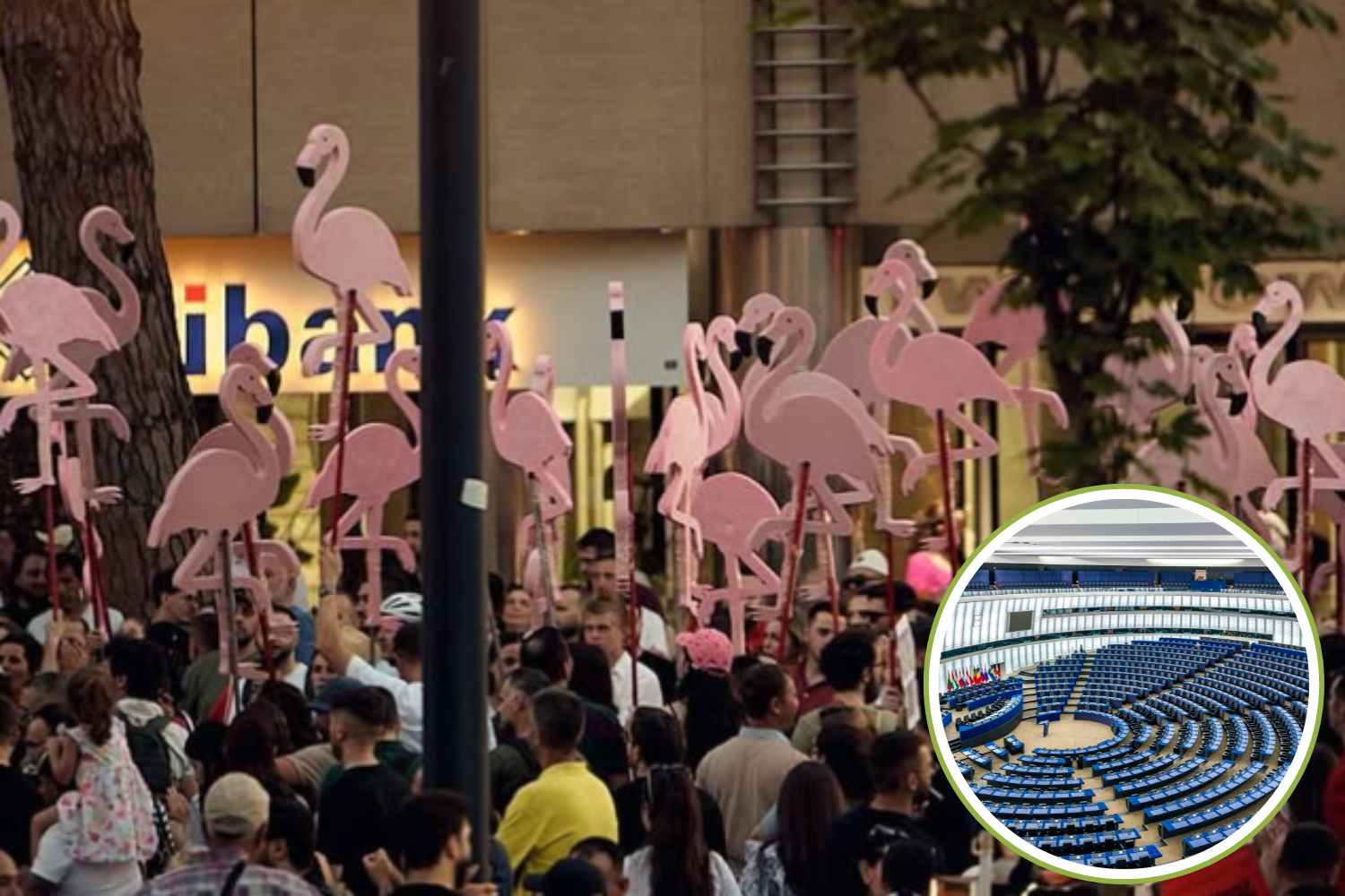 La révolte des flamants roses a fonctionné ! L’UE intervient pour sauver les zones protégées en Albanie