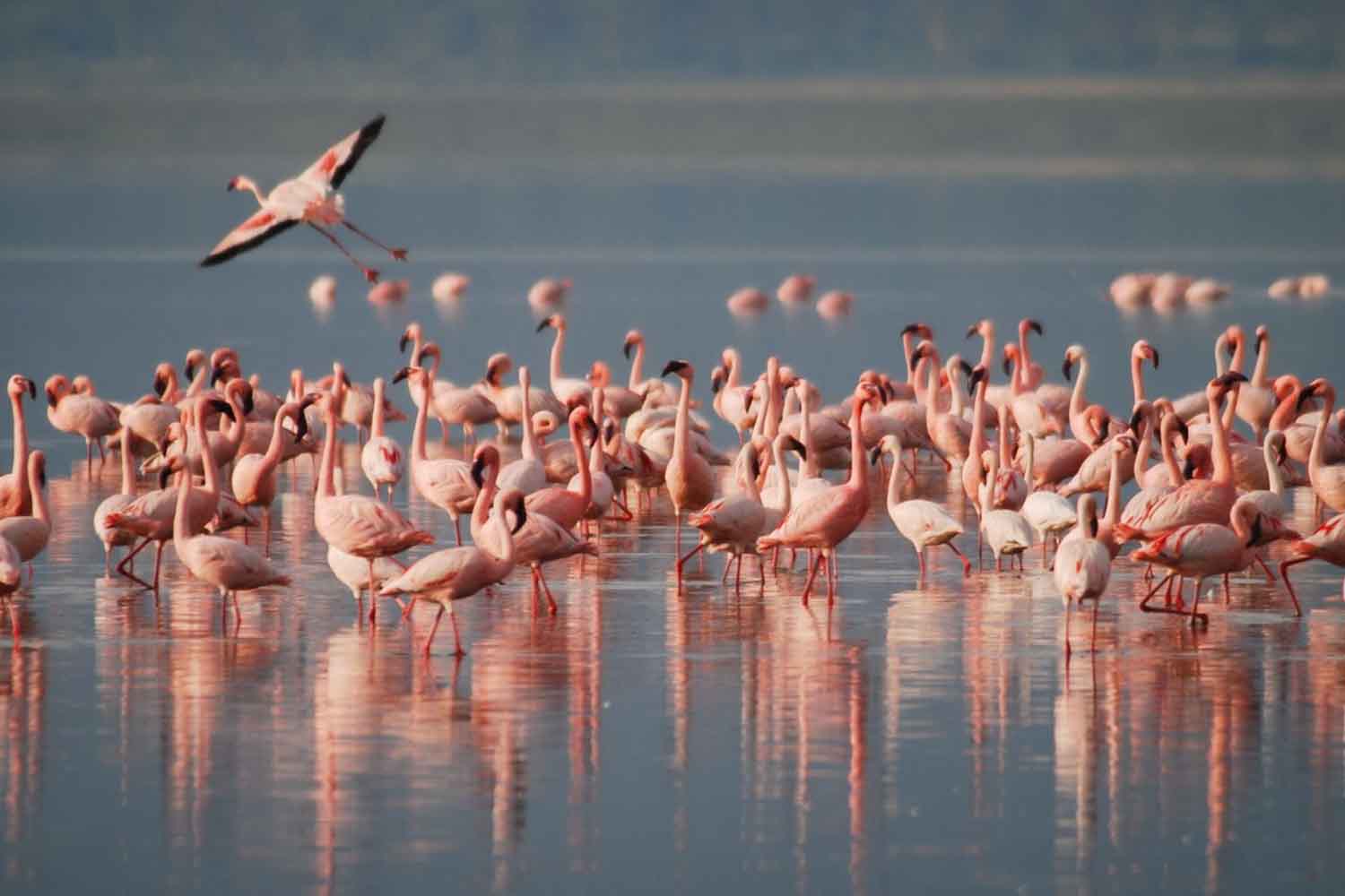Lac salé turc qui se dessèche : environ 5 000 petits flamants roses sont nés (vidéo émouvante)