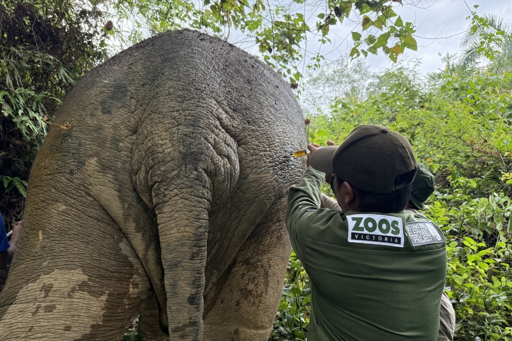 The Wildlife Ambulance taking quick action to assess and treat the wild elephant in distress.