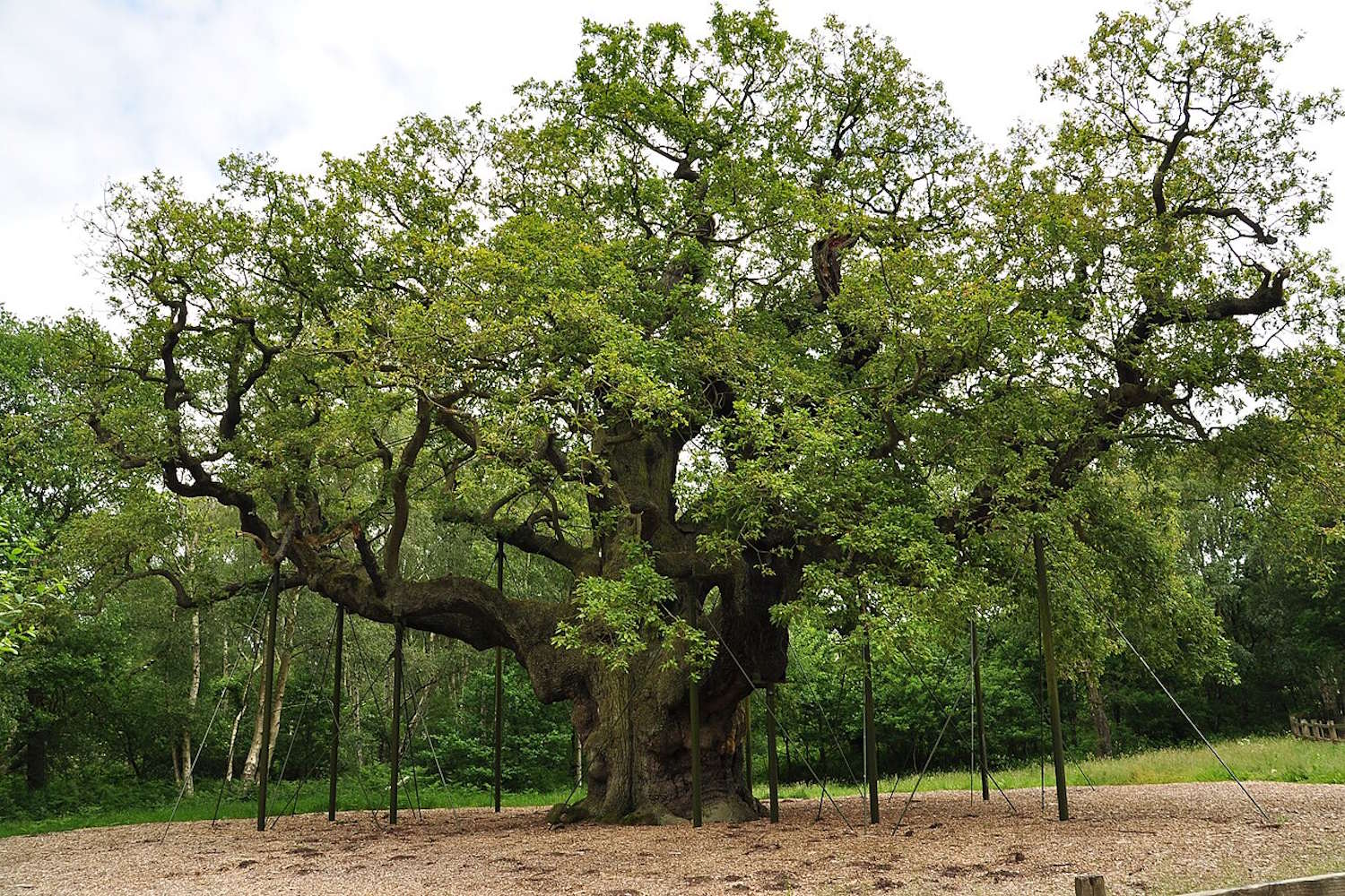 L'arbre le plus célèbre du monde est mort : le chêne millénaire de Robin Hood n'a pas résisté à la crise climatique et au tourisme de masse