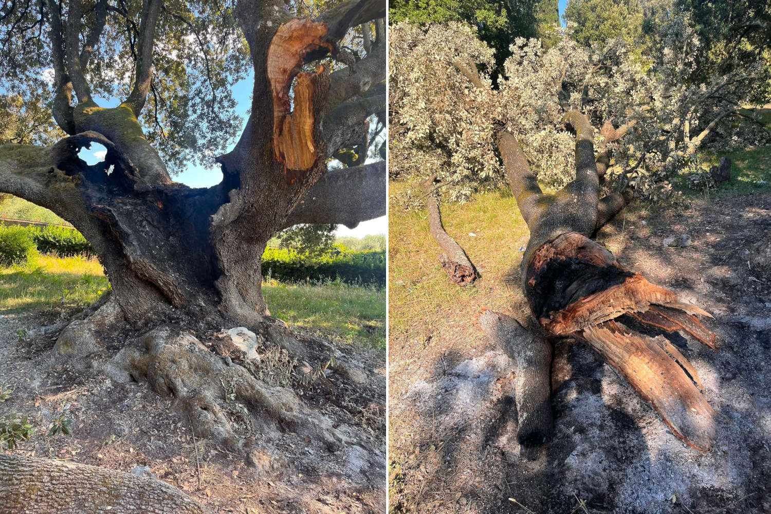 Le chêne vert de Belmonte incendié : incendie volontaire sur un arbre monumental de plus de 600 ans, l’un des plus anciens de Toscane
