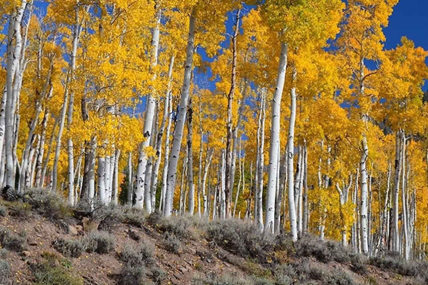 Le plus grand organisme du monde est un arbre et il est en danger : que se passe-t-il avec Pando ?