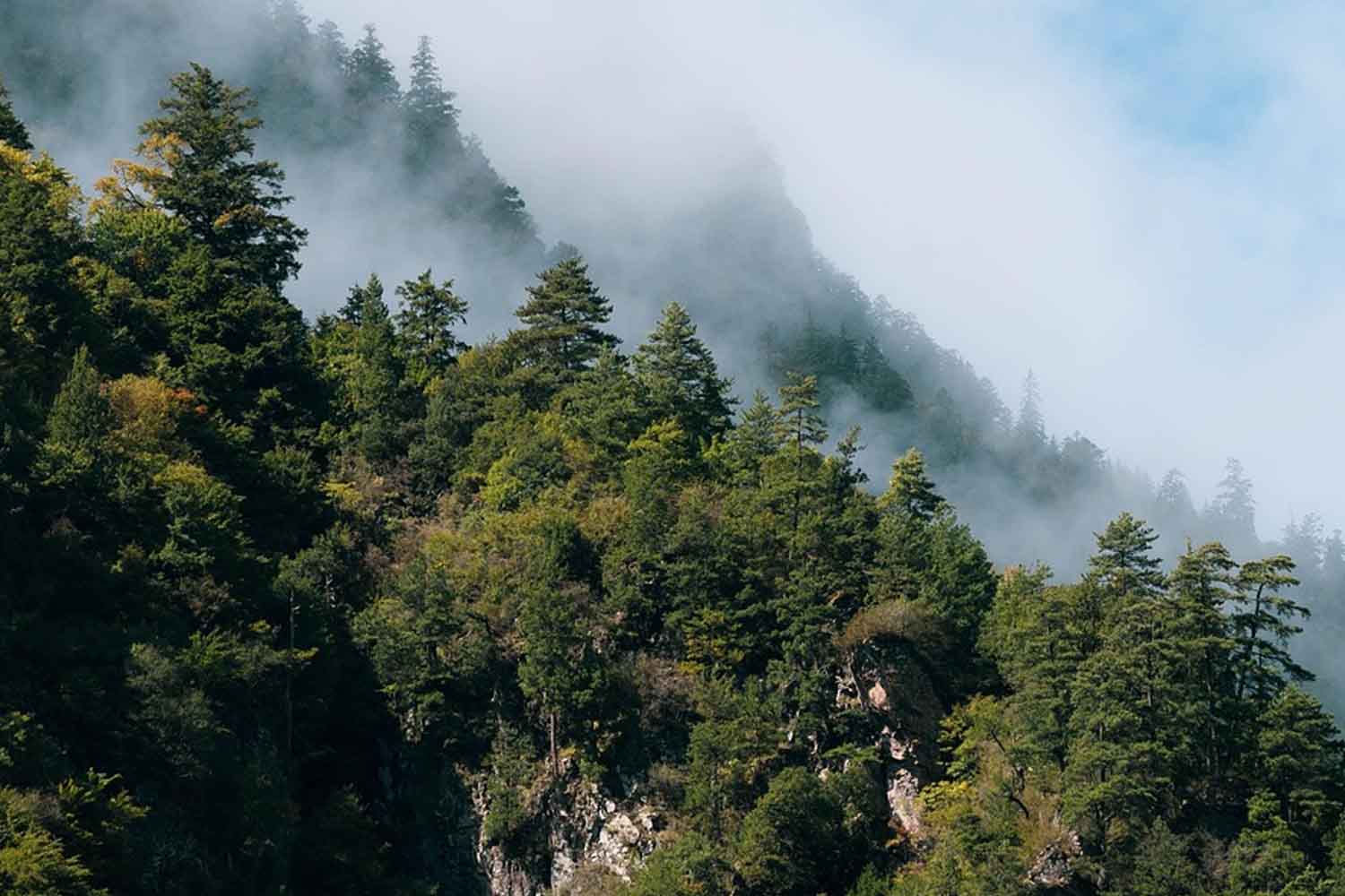 Les arbres pourraient absorber moins de CO2 que prévu : l’étude qui change tout