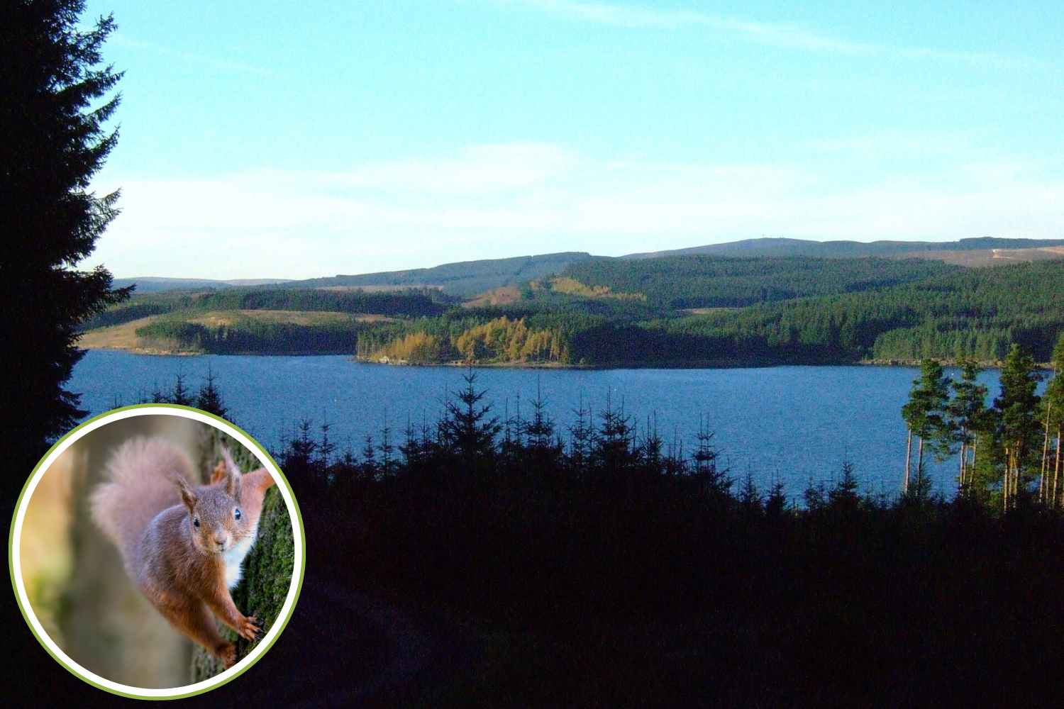 Née pour servir l’industrie de la guerre, la plus grande forêt d’Angleterre devient refuge d’espèces menacées