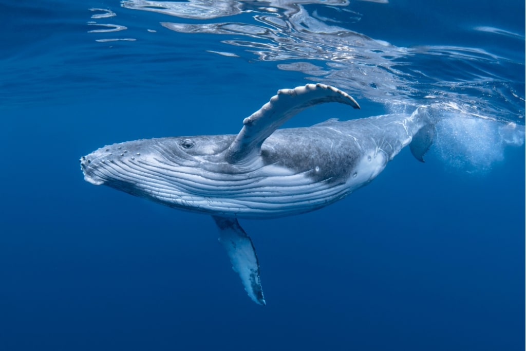 A humpback whale.