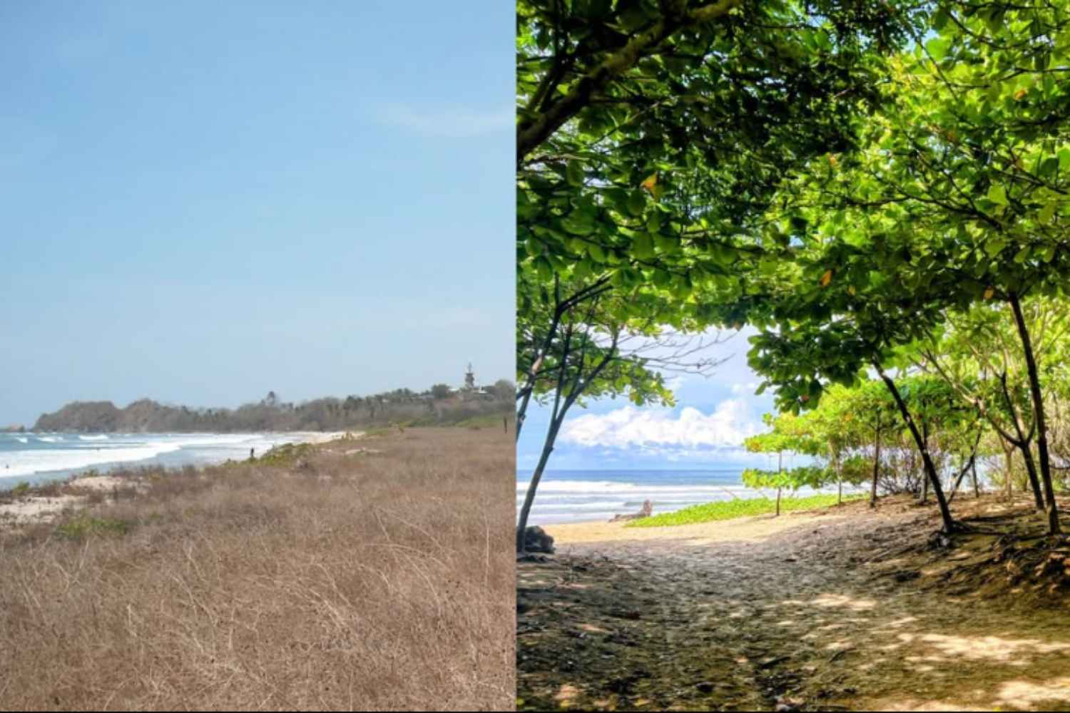 Surfeur en quête d’ombre : les plages arides du Costa Rica ont changé de visage et abritent aujourd’hui 100 000 arbres
