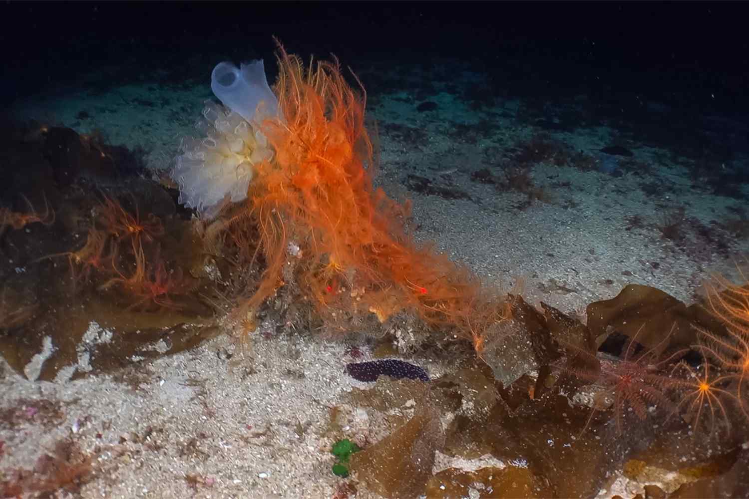 Pêche au chalut et braconnage sur des sites marins italiens : Greenpeace dénonce lors de la Journée de la Méditerranée