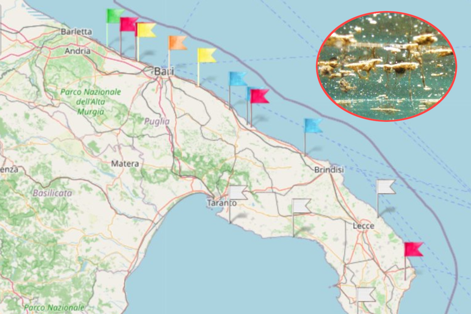 Algue toxique dans les Pouilles : plages en alerte rouge, carte des zones à risque et symptômes
