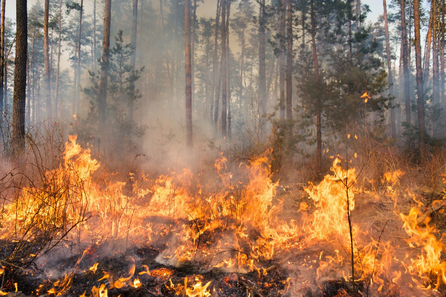Incendies: près de 500 feux avant le début officiel de la saison — Le rapport