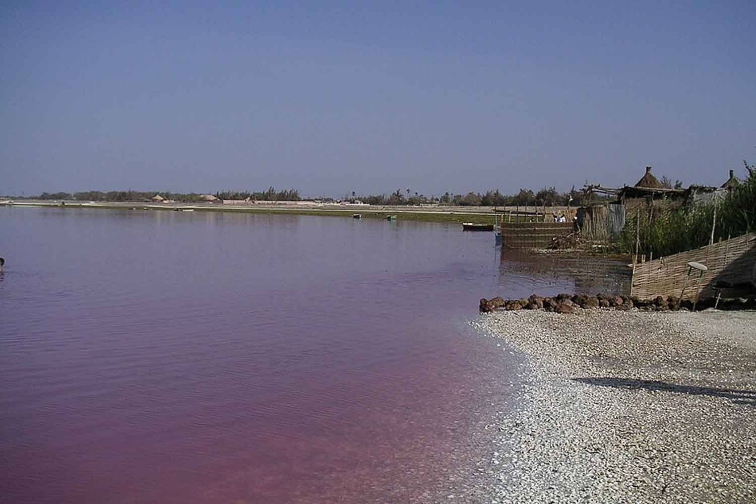 Lac Retba : comment le Lac Rose du Sénégal a retrouvé sa couleur et son sel grâce à 100 bénévoles