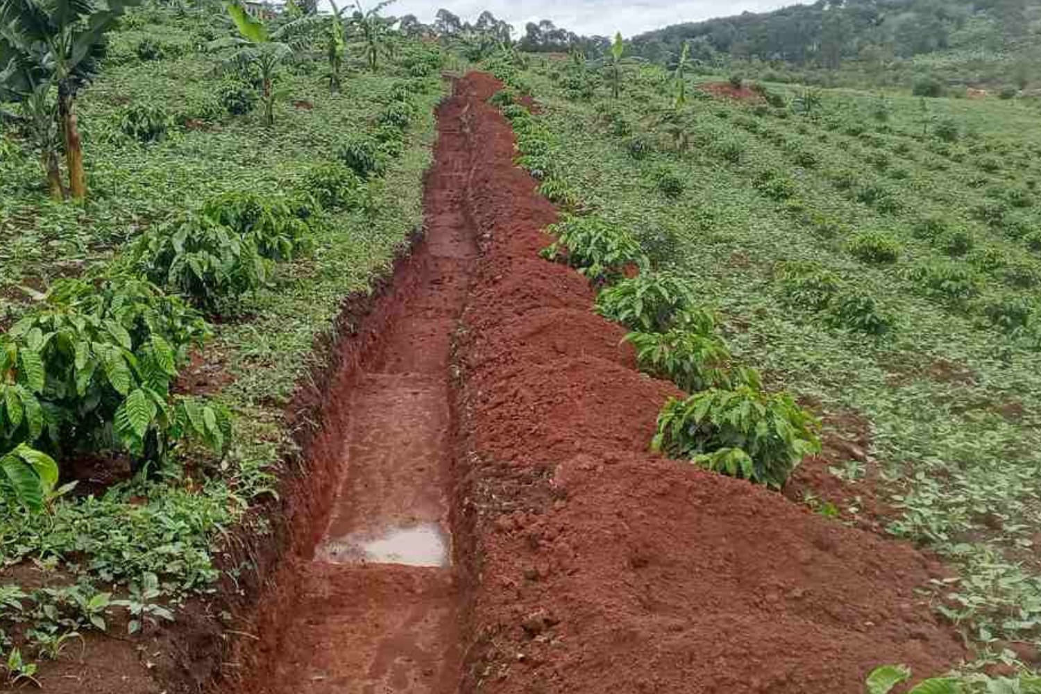 Café ugandais : comment l’agriculture régénératrice combat la sécheresse