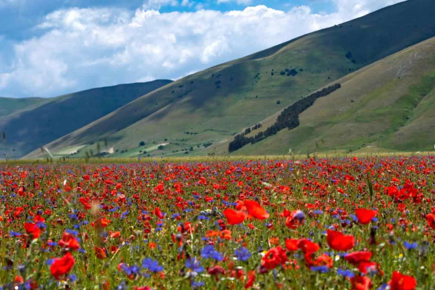 Castelluccio di Norcia : chaleur record compromet la floraison emblématique — pourquoi le rouge domine sur le plateau