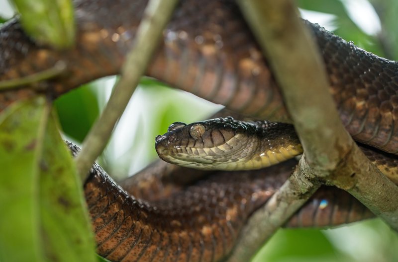 Espèces invasives : jusqu'où devons-nous nous inquiéter ?