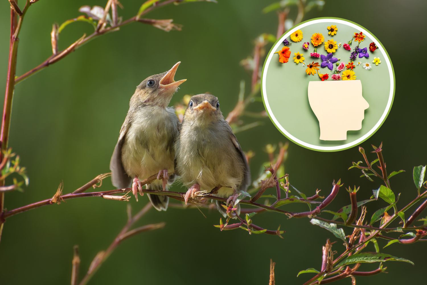 Le chant des oiseaux apaise le stress : 10 minutes de gazouillis suffisent pour se détendre