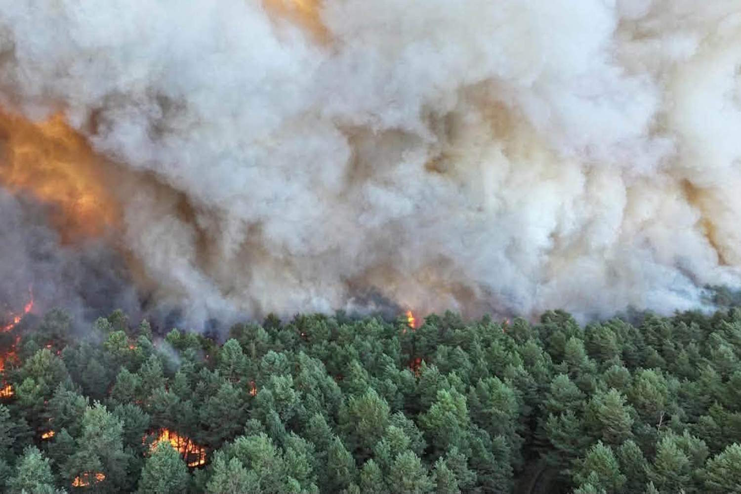 Le poumon vert près de Paris brûle : course contre la montre pour maîtriser l'incendie dans la forêt de Fontainebleau