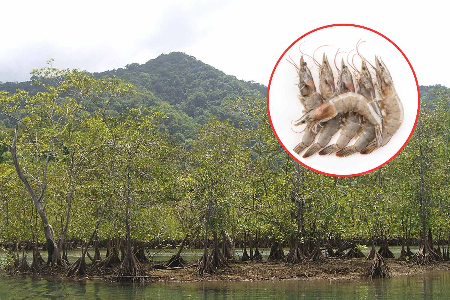Les élevages de crevettes dévorent les mangroves de l'Équateur