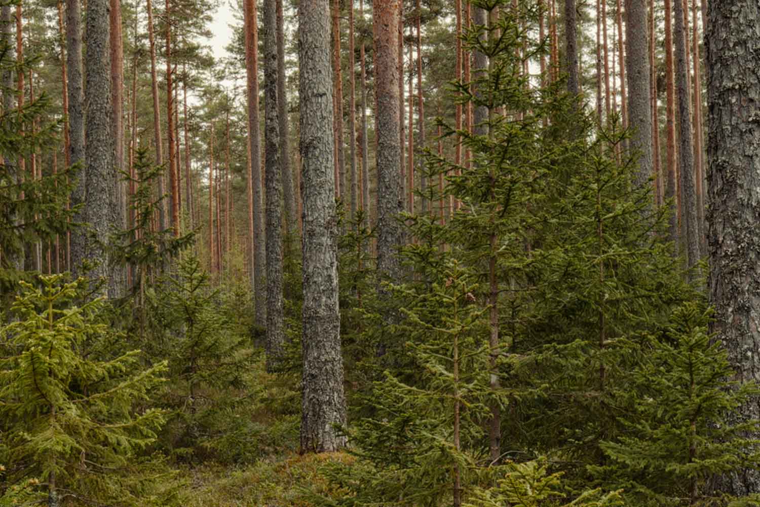 Plus de forêts, moins d'espace pour la nature : le paradoxe des arbres italiens fragmentés