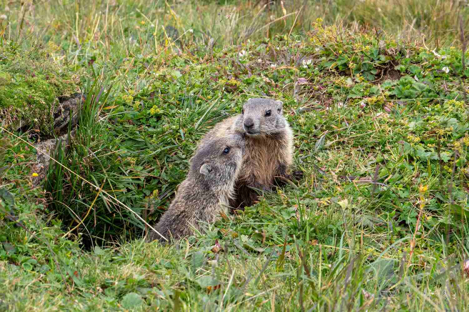 Rhododendrons à 3 400 m et marmottes en hibernation courte : chaleur et crise climatique sur les écosystèmes alpins
