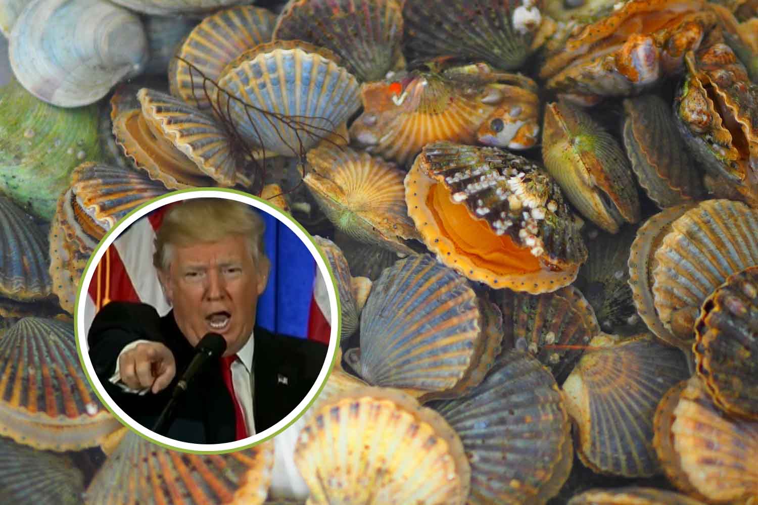 Trump a inventé la Journée des coquilles Saint-Jacques contre les communistes, mais la mer était protégée depuis trente ans