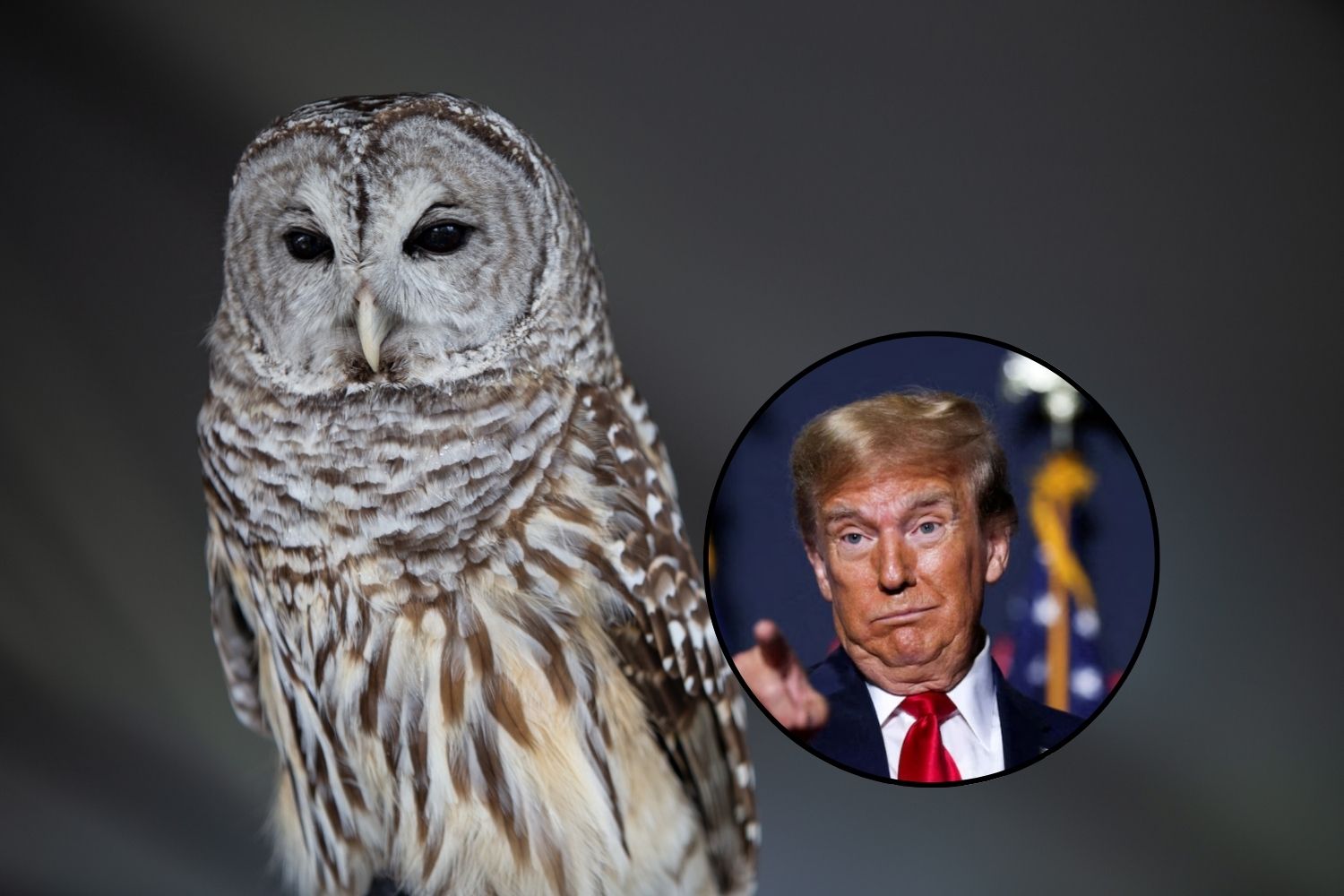 Trump supprime 50 ans de protections de la faune sauvage et ouvre la voie à des forages et des mines dans les habitats des espèces menacées