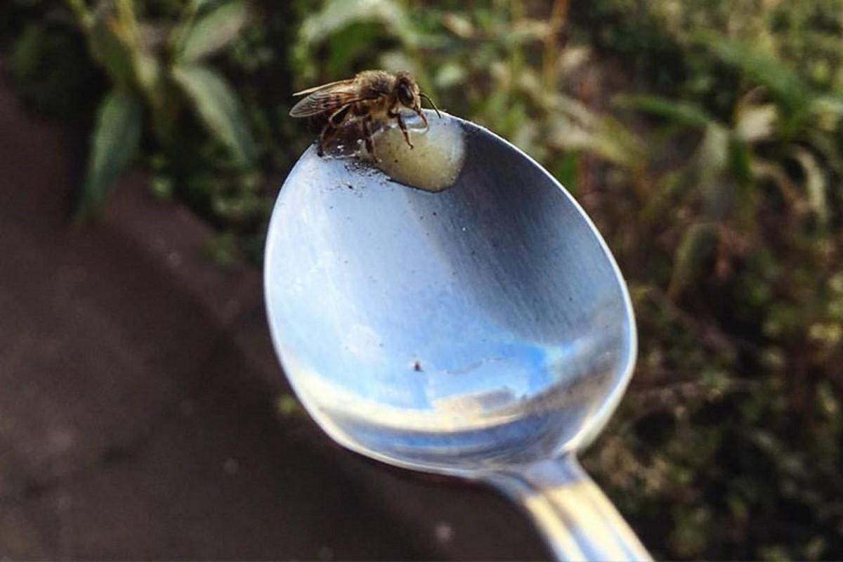 Oubliez l’eau sucrée : la vraie méthode pour aider les abeilles en période de chaleur et de sécheresse